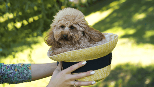 Kā izvēlēties mīluļa svaram un vecumam atbilstošu barību?