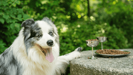 No lauka līdz bļodai: kāpēc mūsu ražošanas ķēde garantē augstāko kvalitāti jūsu mīlulim