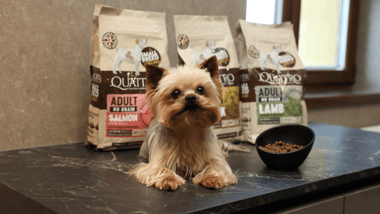 7 biežāk pieļautās kļūdas mājdzīvnieku barošanā. Un kā no tām izvairīties!