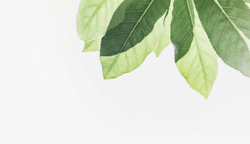 Lorem ipsum dolor sit amet, consectetur adipiscing elit