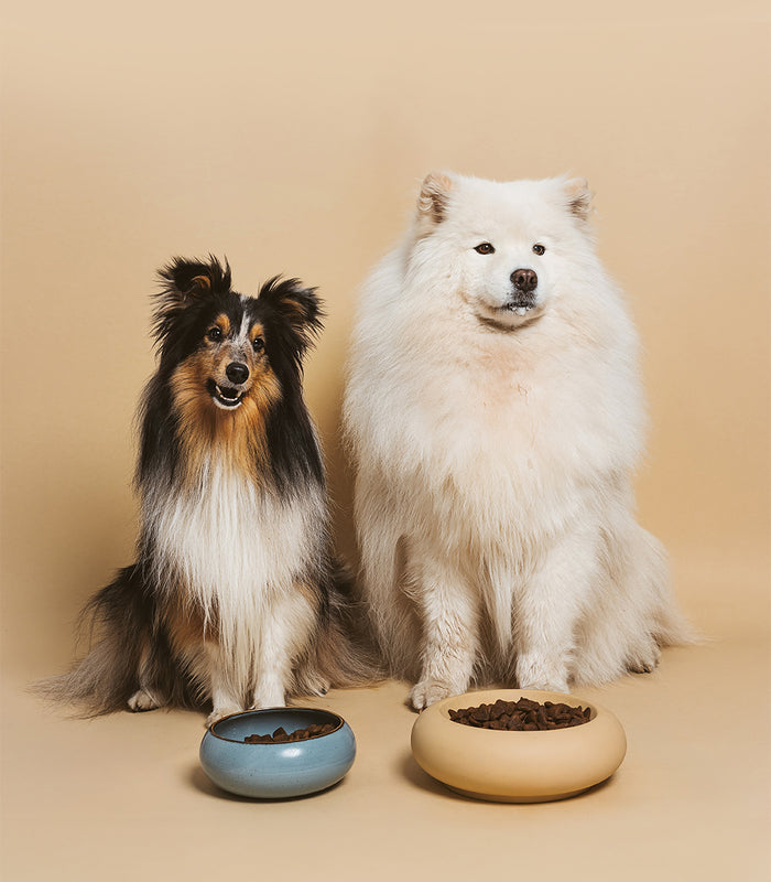 Dog food adult all breed with lamb and rice